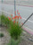 Kniphofia galpinii 'Orange Flame' landscape/habit