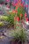 Kniphofia galpinii 'Orange Flame' landscape/habit