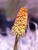Kniphofia uvaria flower close-up