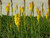Kniphofia uvaria ‘Malibu Yellow’ flowers/foliage