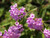 Lantana montevidensis flowers/flowers close-up