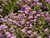 Lantana montevidensis flowers