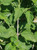 Lantana montevidensis foliage