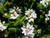 Lantana montevidensis 'White' flowers/foliage close-up/foliage