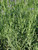 Lavandula angustifolia 'Hidcote Blue' 1g