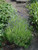 Lavandula angustifolia 'Munstead' 1g