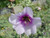 Lavatera bicolor flower close-up