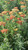 Achillea millefolium 'Paprika' 4"