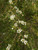 Leptospermum petersonii 15g