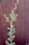Leptospermum rotundifolium 5g