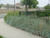 Leymus condensatus 'Canyon Prince' (Elymus) landscape/habit