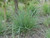 Leymus condensatus 'Canyon Prince' (Elymus) foliage/landscape/habit