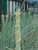 Leymus condensatus 'Canyon Prince' (Elymus) foliage close-up
