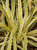 Liriope muscari 'Variegated' foliage close-up