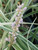 Liriope spicata 'Silver Dragon’ flowers close-up