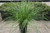 Lomandra 'Breeze' foliage/habit