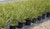Lomandra 'Breeze' foliage/landscape/habit