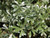 Lupinus chamissonis foliage close-up