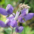 Lupinus longifolius flowers close-up