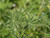 Lupinus longifolius foliage close-up