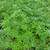 Lupinus longifolius foliage