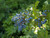 Mahonia aquifolium berries/foliage