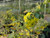 Mahonia nevinii (Berberis) flowers/flowers close-up