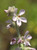 Malacothamnus clementinus flowers close-up