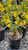 Mimulus 'Jelly Bean Gold' PPAF (Diplacus) habit