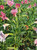 Mimulus 'Jelly Bean Purple/Pink' (Diplacus) foliage close-up