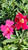 Mimulus 'Jelly Bean Red' (Diplacus) 1g