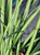 Miscanthus sinensis 'Adagio' foliage close-up
