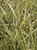Miscanthus s. 'Dixieland' foliage