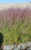 Muhlenbergia capillaris Regal Mist® 'Lenca' 5g