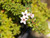 Myoporum parvifolium 'Pink' 1g