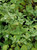 Nepeta f. 'Blue Wonder' foliage/foliage close-up