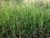 Panicum virgatum 'Shenandoah' foliage/foliage close-up/habit/landscape