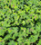Pelargonium 'Chocolate Mint' foliage