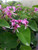 Pelargonium cordifolium flowers close-up/foliage close-up