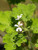 Pelargonium tomentosum 1g