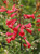 Penstemon 'Firebird' flowers close-up