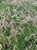 Pennisetum orientale landscape/flowers