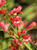 Penstemon 'Red Riding Hood' (PP18,950) 1g