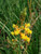 Bulbine frutescens 'Hallmark' flowers/flowers close-up