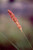 Pennisetum spathiolatum flower close-up