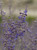 Perovskia atriplicifolia 'Blue Spire' flowers