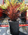 Phormium 'Amazing Red' foliage/habit