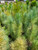 Pinus canariensis foliage/foliage close-up