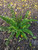 Polystichum munitum in a landscape