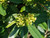 Rhamnus californica 'Eve Case' (Frangula) 1g